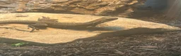 Lizard reptiles for sale: RARE Vietnamese Butterfly Agamas  - Advert 4