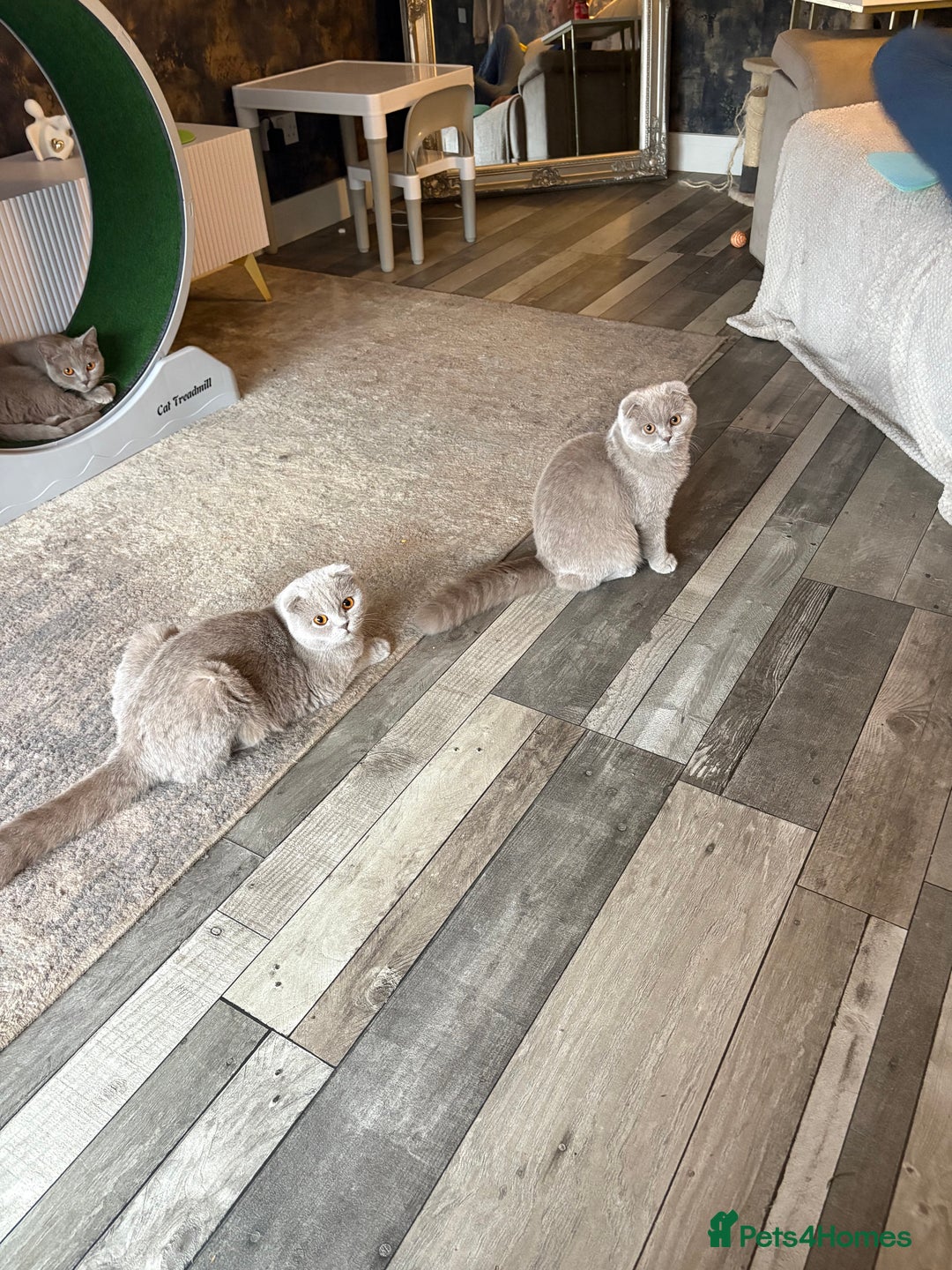 Scottish Fold cats for sale: Scottish fold’s - Advert 3