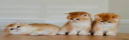 British Shorthair cats for sale: GCCF/TICA Stunning Golden BSH Chinchilla Kittens - Advert 7