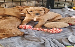 Mixed Breed dogs for sale: ✨Health Tested Australian Labradoodles ✨ - Image 34