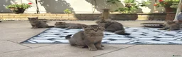 British Shorthair cats for sale: Pedigree British Shorthair  - Advert 9