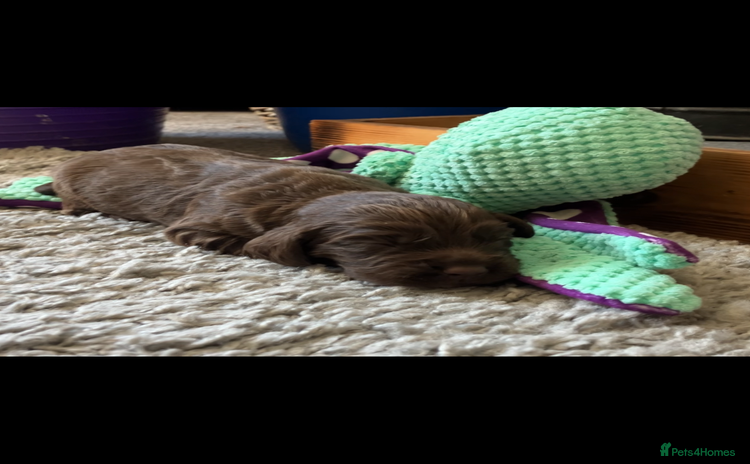 Cocker Spaniel dogs - Advert 1