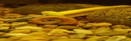 Plecos fish for sale: Male bristlenose plecs in Tadley - Advert 6