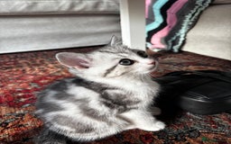 British Shorthair cats for sale: Beautiful British Shorthair/Turkish Angora Kittens - Image 15