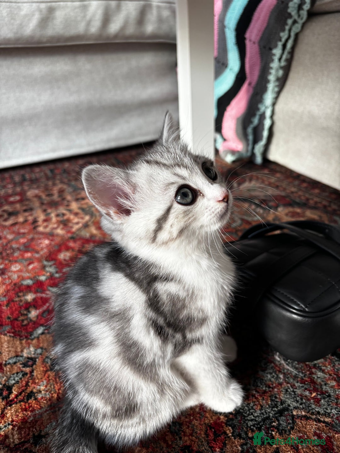 British Shorthair cats for sale: Beautiful British Shorthair/Turkish Angora Kittens - Image 15