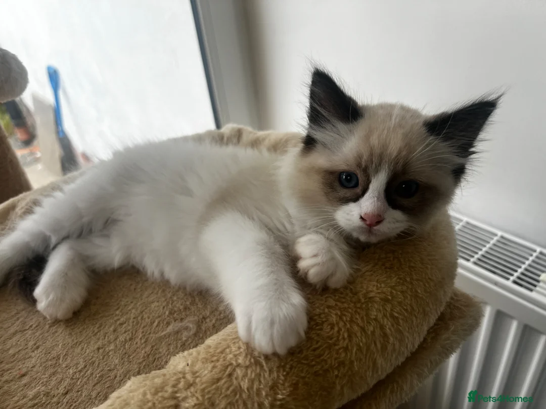 Ragdoll cats for sale: Pedigree Ragdoll Kittens GCCF  - Advert 1