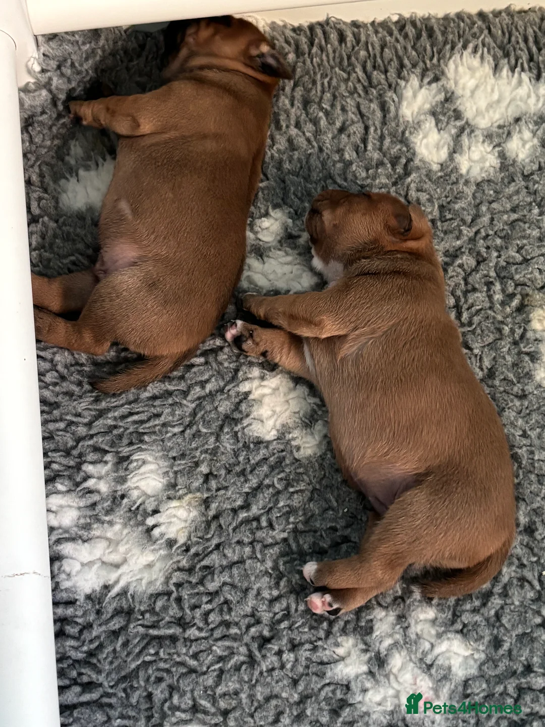 Staffordshire Bull Terrier dogs for sale: Stunning red dog puppies  - Advert 3