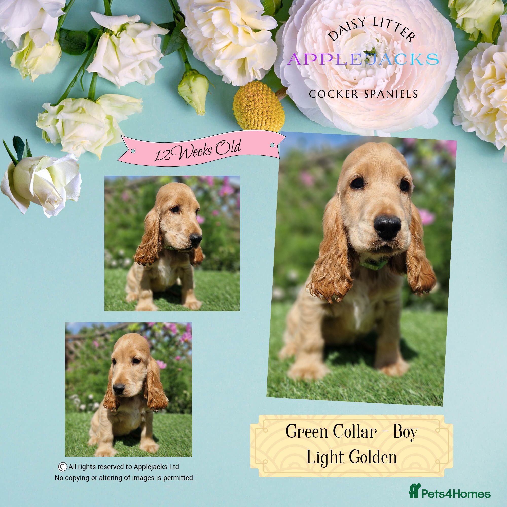 Cocker Spaniel dogs Pedigree Golden Cocker Spaniel pups - Advert 1
