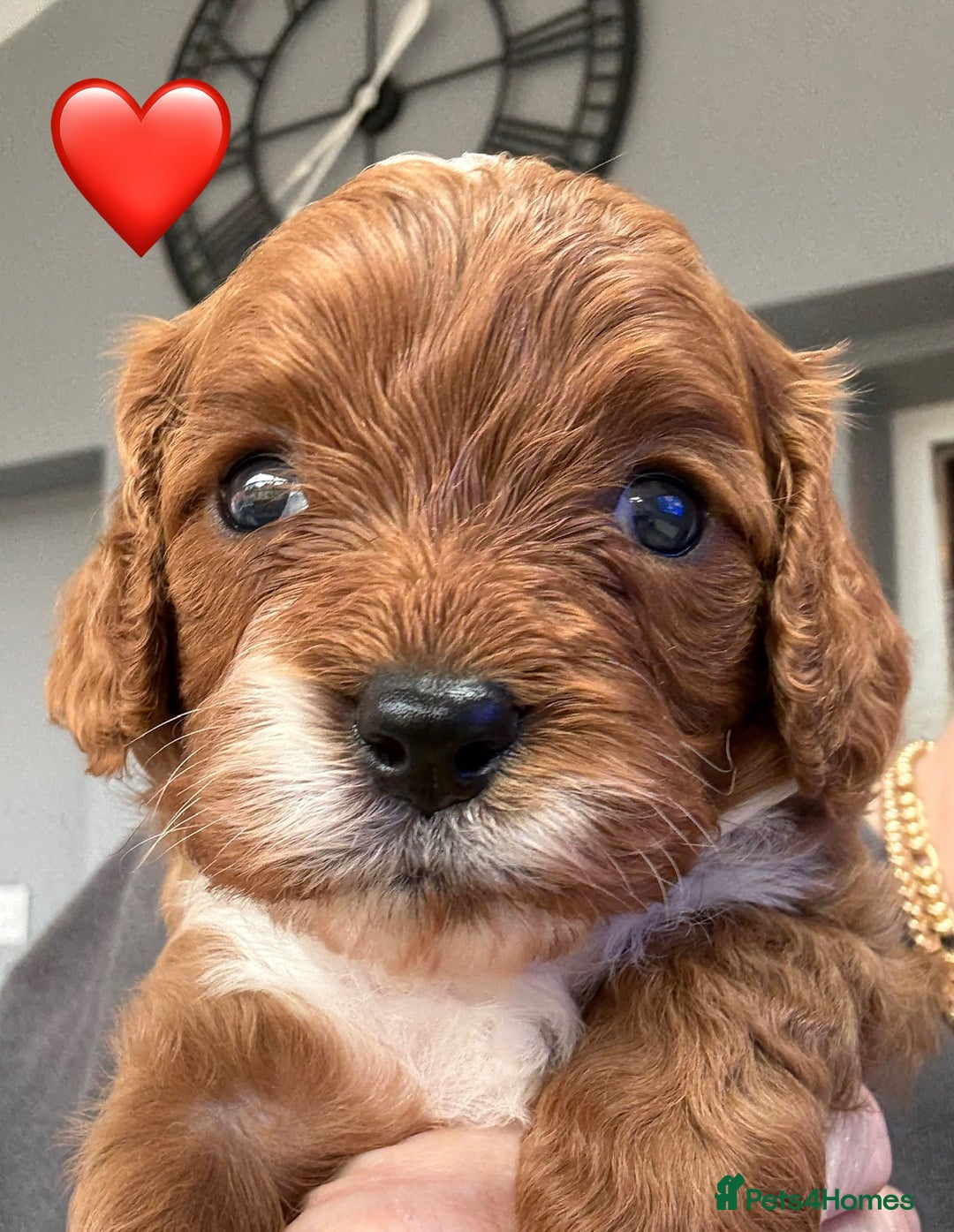 Cavapoo dogs for sale: Outstanding Red F1 cavapoo puppies H/C DNA CLEAR - Image 7