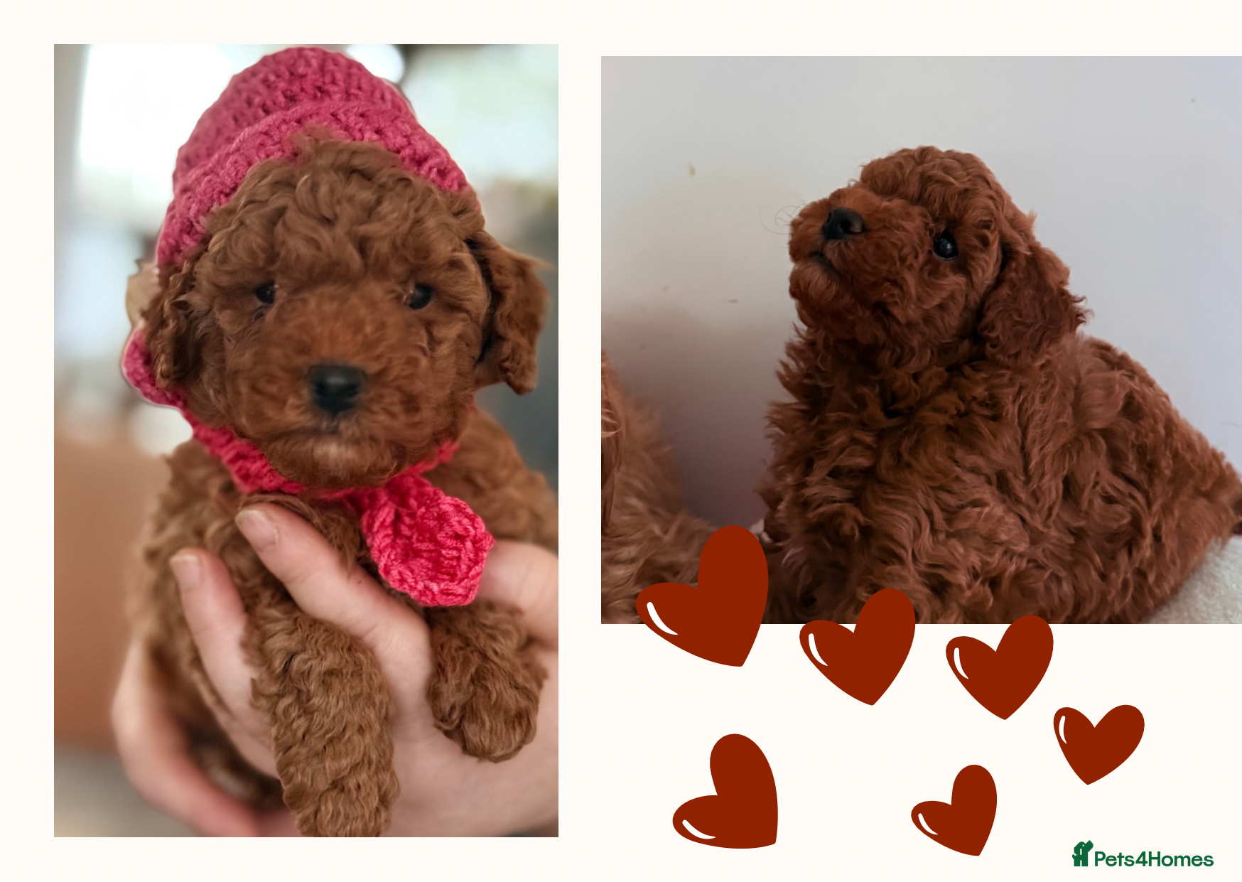Maltipoo dogs Red mini maltipoo F1b puppies 😍💙💓 - Advert 2