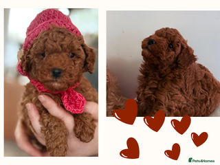Maltipoo dogs Red mini maltipoo F1b puppies 😍💙💓 - Advert 7