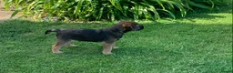 Border Terrier dogs for sale: KC Registered Border Terrier puppy  in Ashbourne - Advert 2