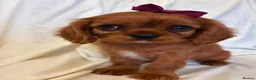 Cavalier King Charles Spaniel dogs for sale: Kc Cavalier King Charles . - Advert 2