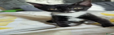 Mixed Breed Kitten 4