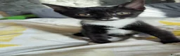 Mixed Breed cats for sale: 5 beautiful kittens looking for there forever home - Advert 11
