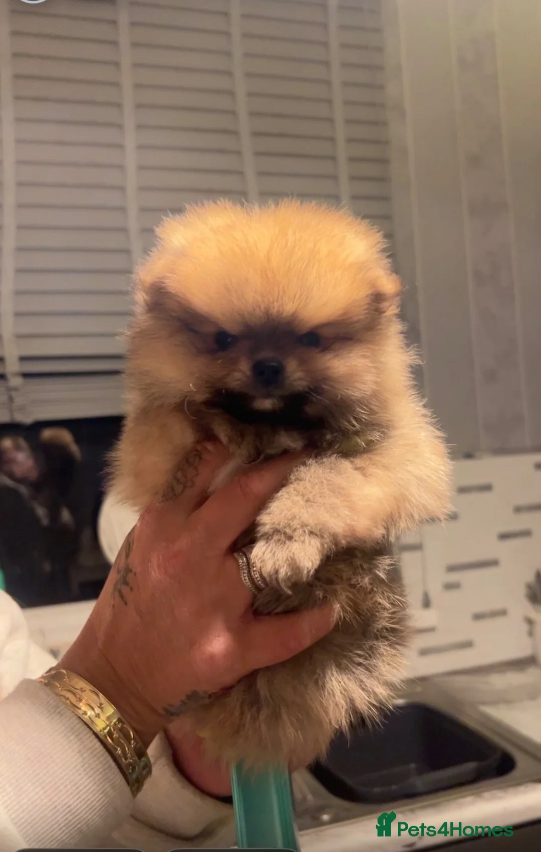 Pomeranian dogs for sale: 2 beautiful pomeranians  in Mexborough - Advert 3