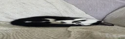 Domestic Shorthair cats for sale: Gorgeous black and white kitten called Jet - Advert 3