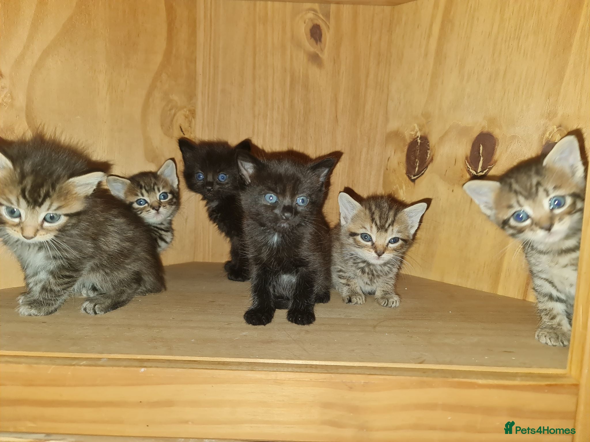 Mixed Breed cats 5 kittens for sale  - Advert 1