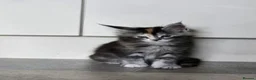 Maine Coon cats for sale: Maine coon kittens in Immingham - Advert 10
