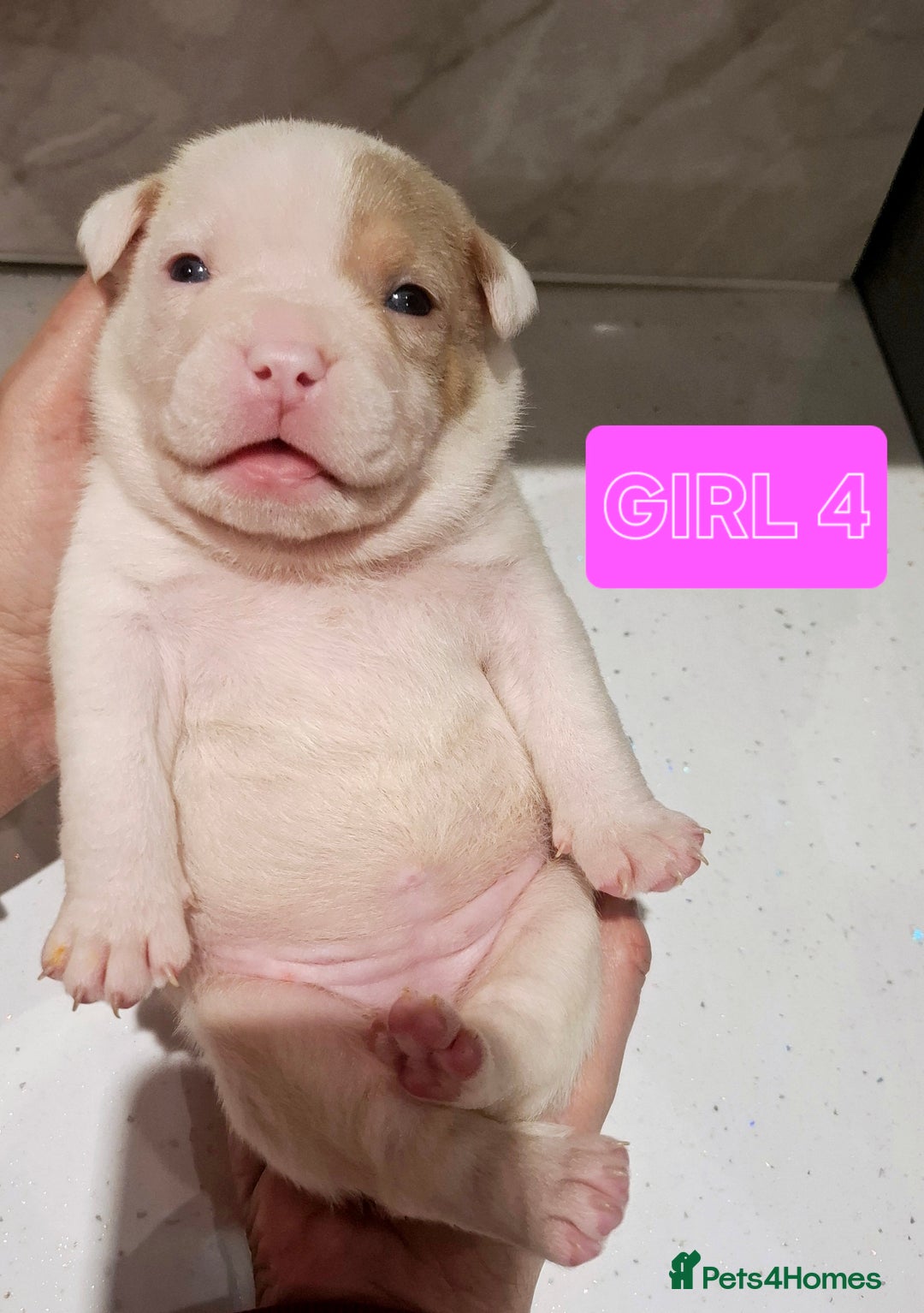 American Bully dogs for sale: AMERICAN BULLY PUPPIES 🐶  - Advert 21
