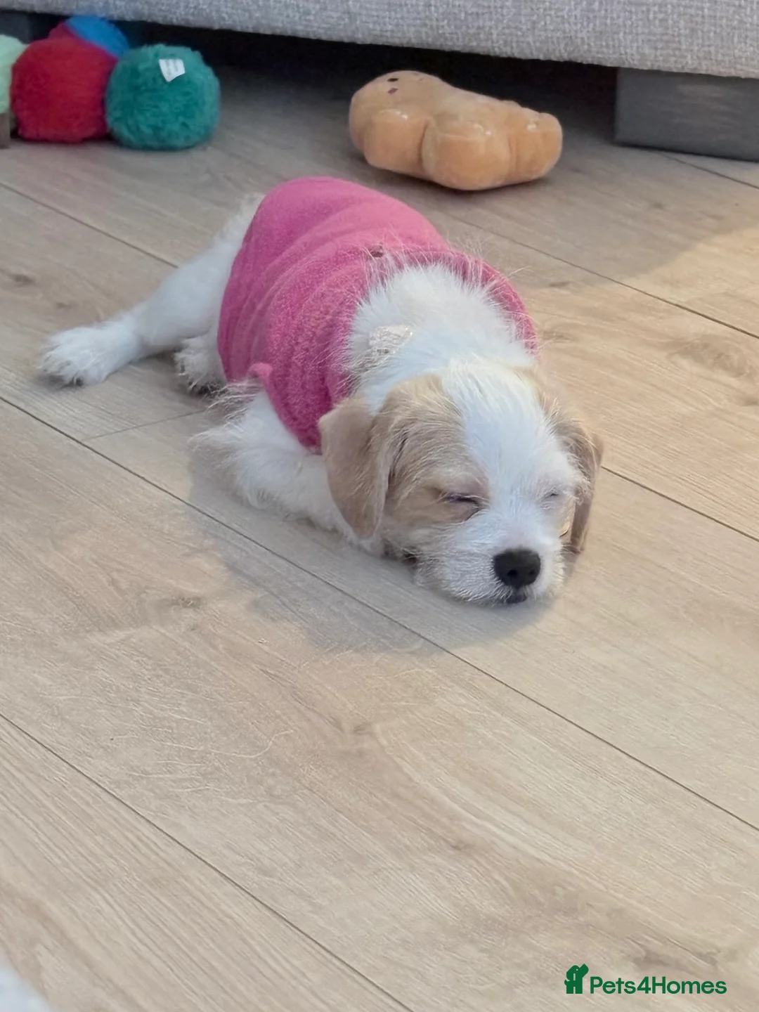 Chipoo dogs for sale: Chipoo female puppy,  - Advert 6