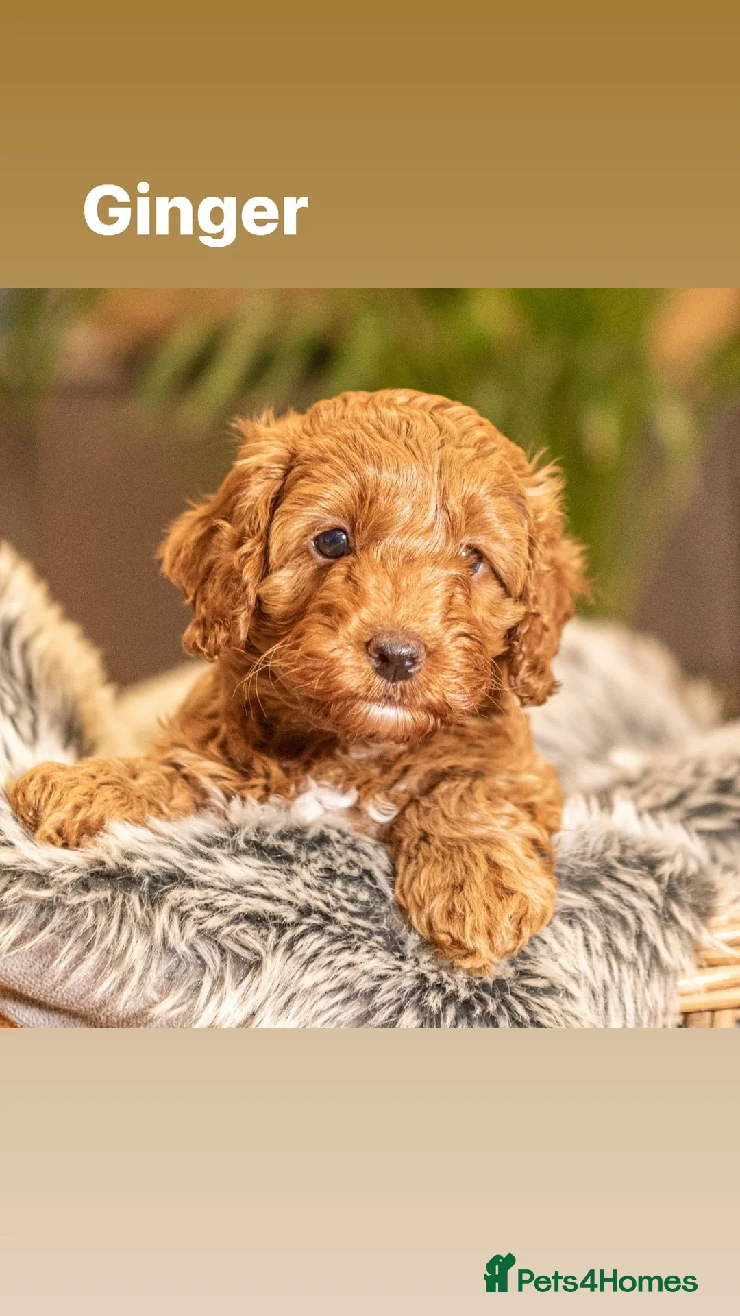 Toy Poodle dogs for stud: *KC Reg'd Toy Poodle Stud Dog*DNA Tested Clear* in Leyland - Advert 11