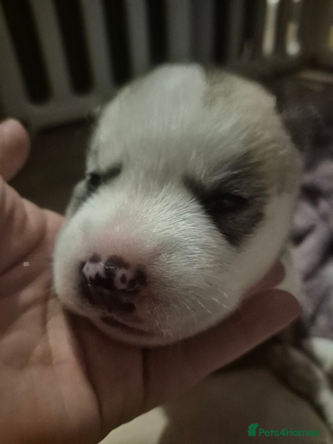 Alaskan Malamute dogs for sale: Beautiful husky malmute puppies - Advert 17