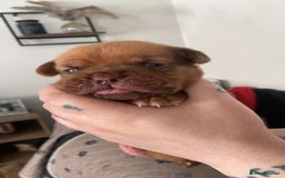 Dogue De Bordeaux dogs for sale: Dogue de bordeaux puppies - Image 12