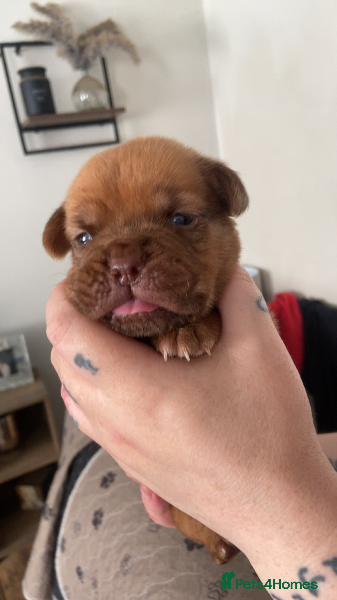 Dogue De Bordeaux dogs for sale: Dogue de bordeaux puppies - Image 12
