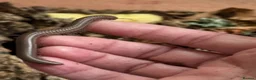 Millipedes invertebrates for sale: Ghana olive speckled leg giant millipedes  - Advert 6
