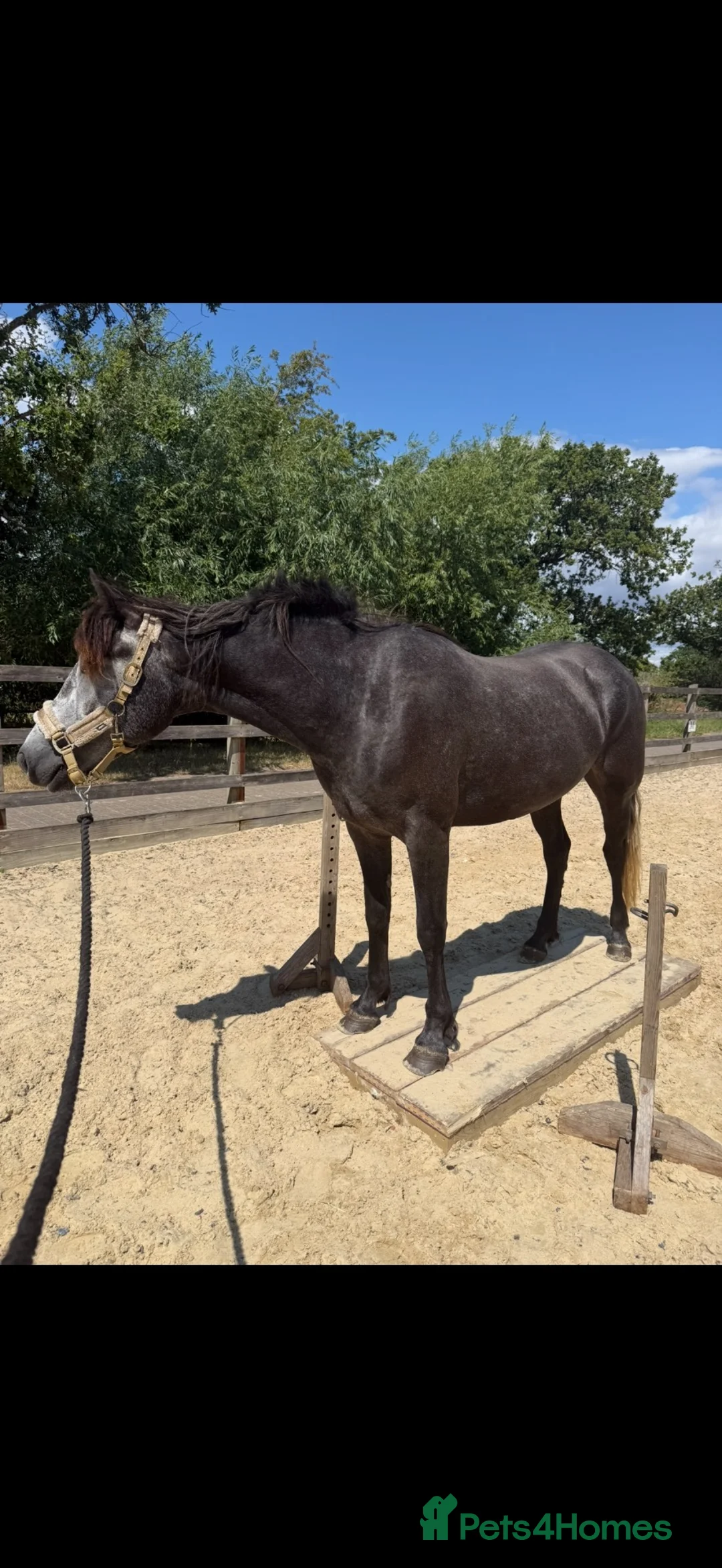 Connemara horses for sale: Grey Connemara mare  - Advert 2