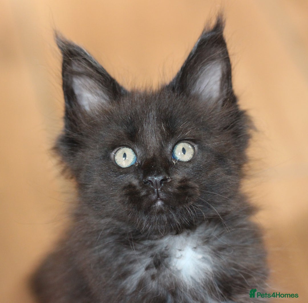 Maine Coon cats for sale: Adorable GCCF Black smoke Maine Coons kittens  - Image 8