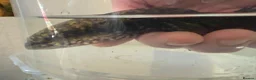Axolotl reptiles for sale: 3 females hypo axolotl babies - Advert 13
