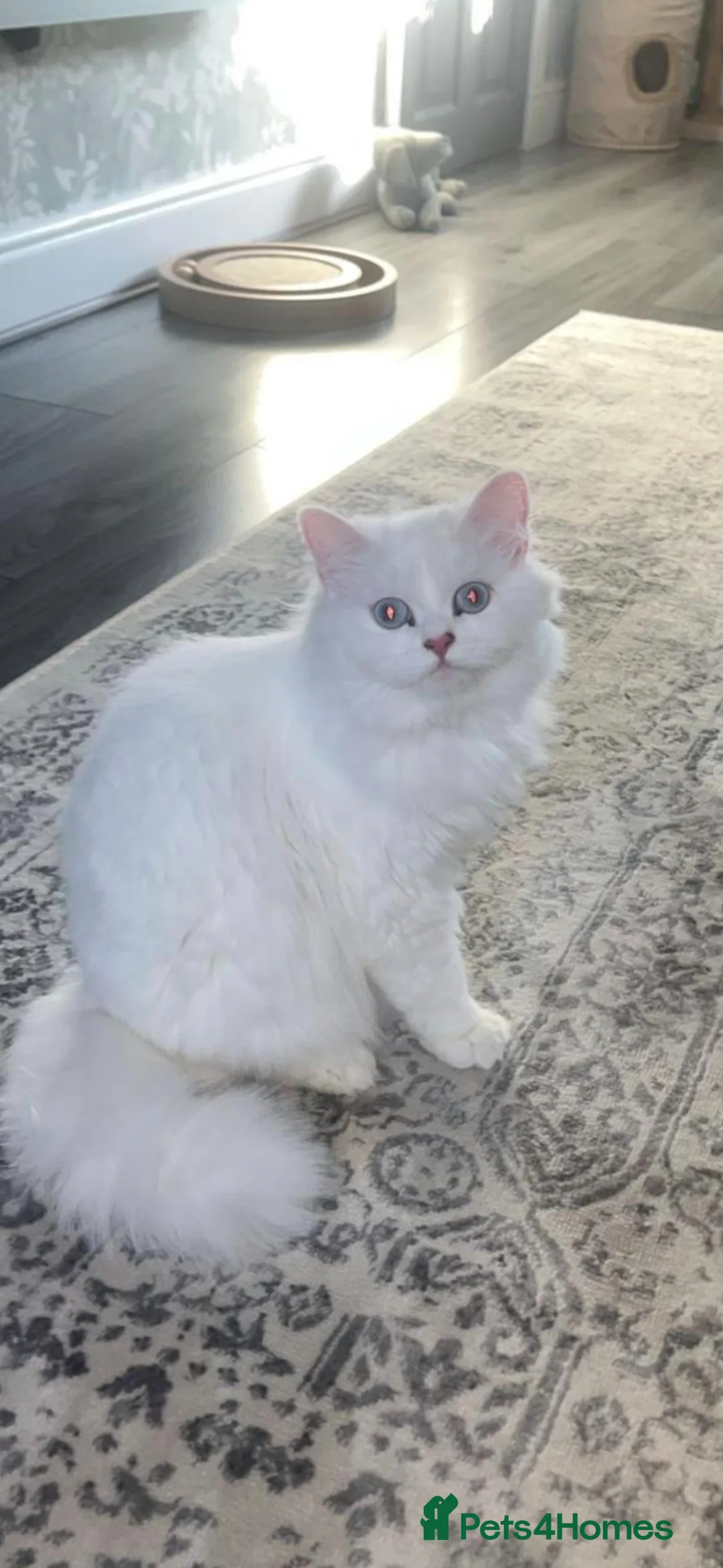Persian cats for sale: 2 year old female spayed doll face persian - Advert 4