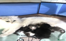 Mixed Breed cats for sale: Mixed breed kitten  - Image 11