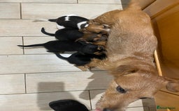 Patterjack dogs for sale: Terrier Puppies - Image 2