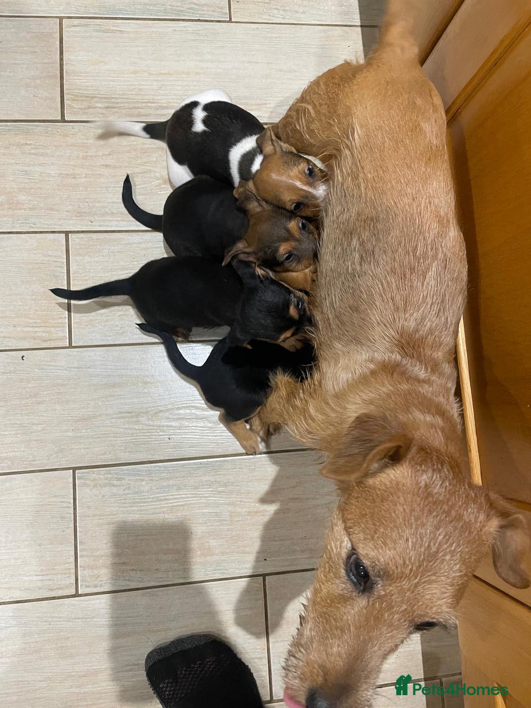 Patterjack dogs for sale: Terrier Puppies - Image 2