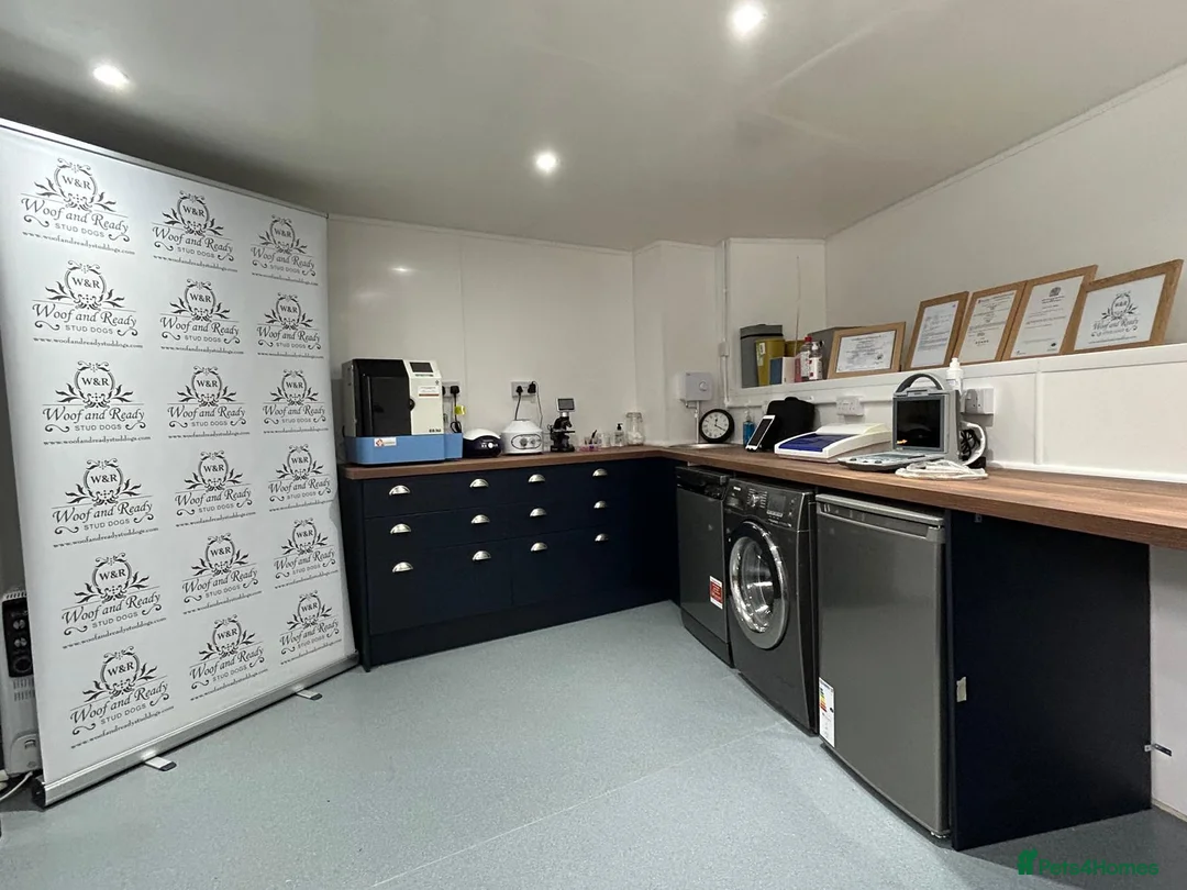 Cocker Spaniel dogs for stud: Bentley - KC Reg Stunning Show Spaniel at Stud in Bradford - Advert 6