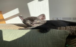 British Shorthair cats for sale: Uniquely- coloured Black & Grey Kitten - Image 5