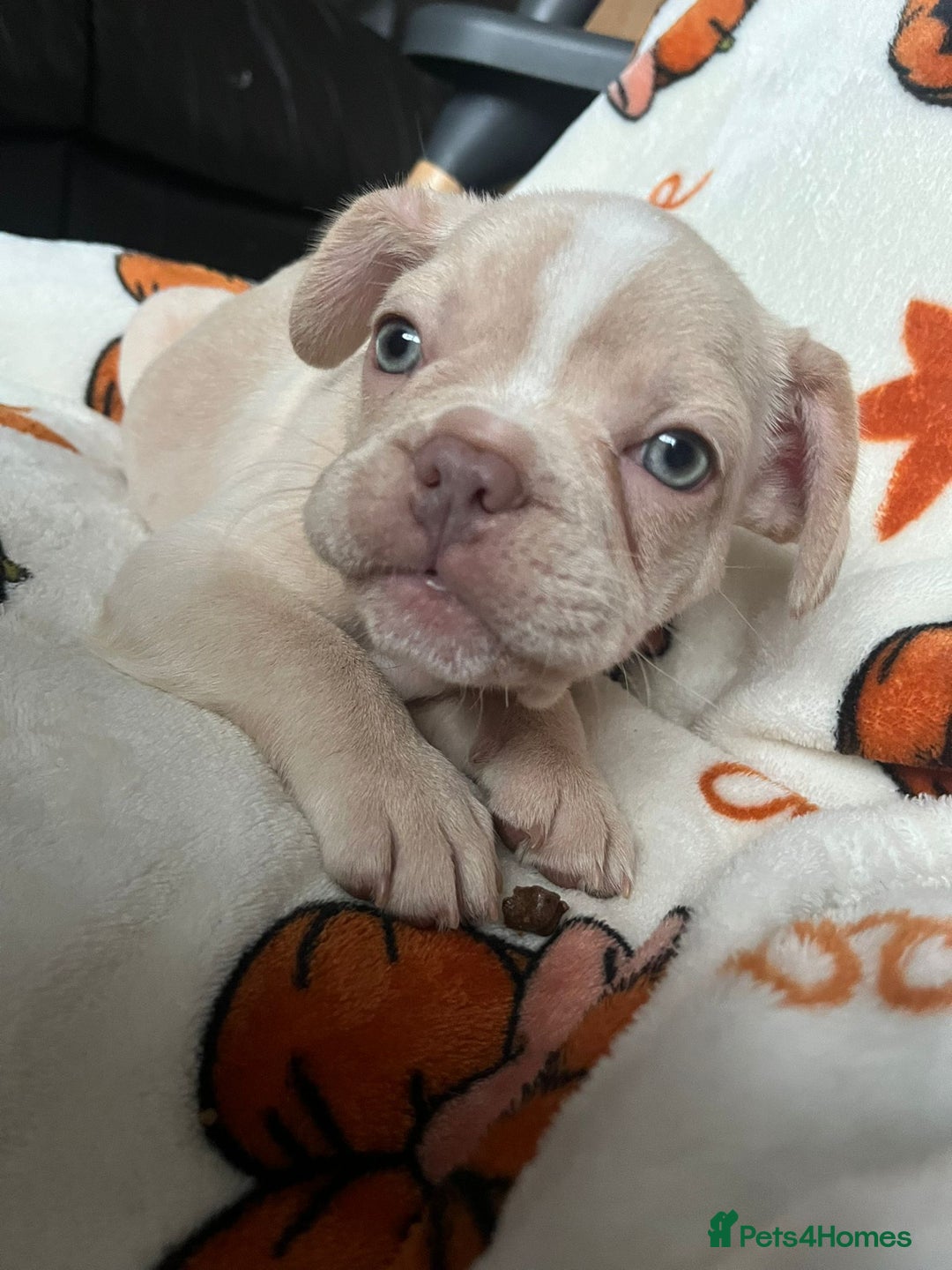 French Bulldog dogs for sale: TOP QUALITY FRENCH BULLDOGS  - Image 8