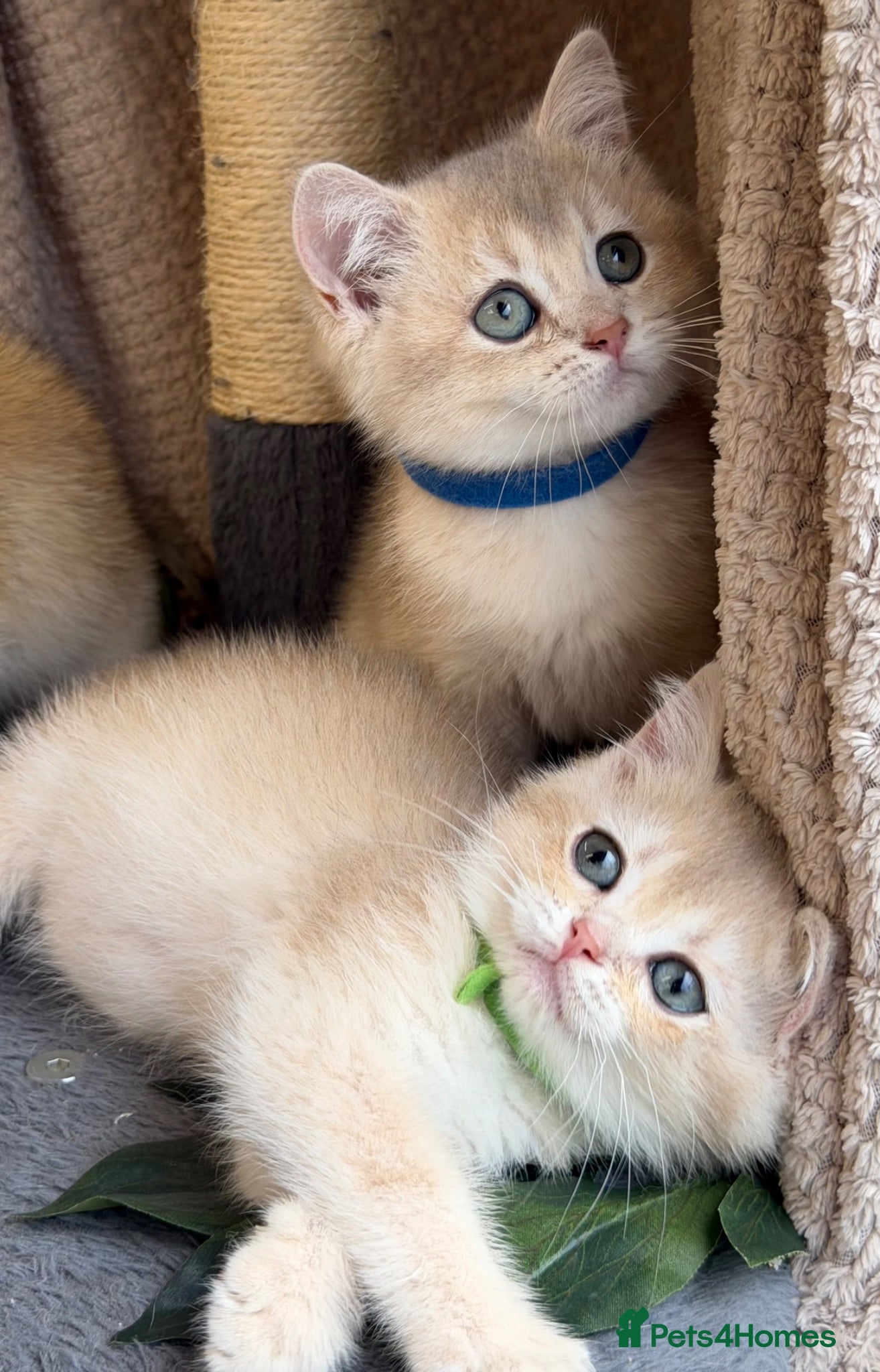 British Shorthair cats British shorthair blue/black golden kittens GCCF  - Advert 8