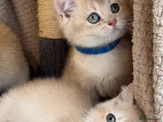 British Shorthair cats British shorthair blue/black golden kittens GCCF - Advert 8