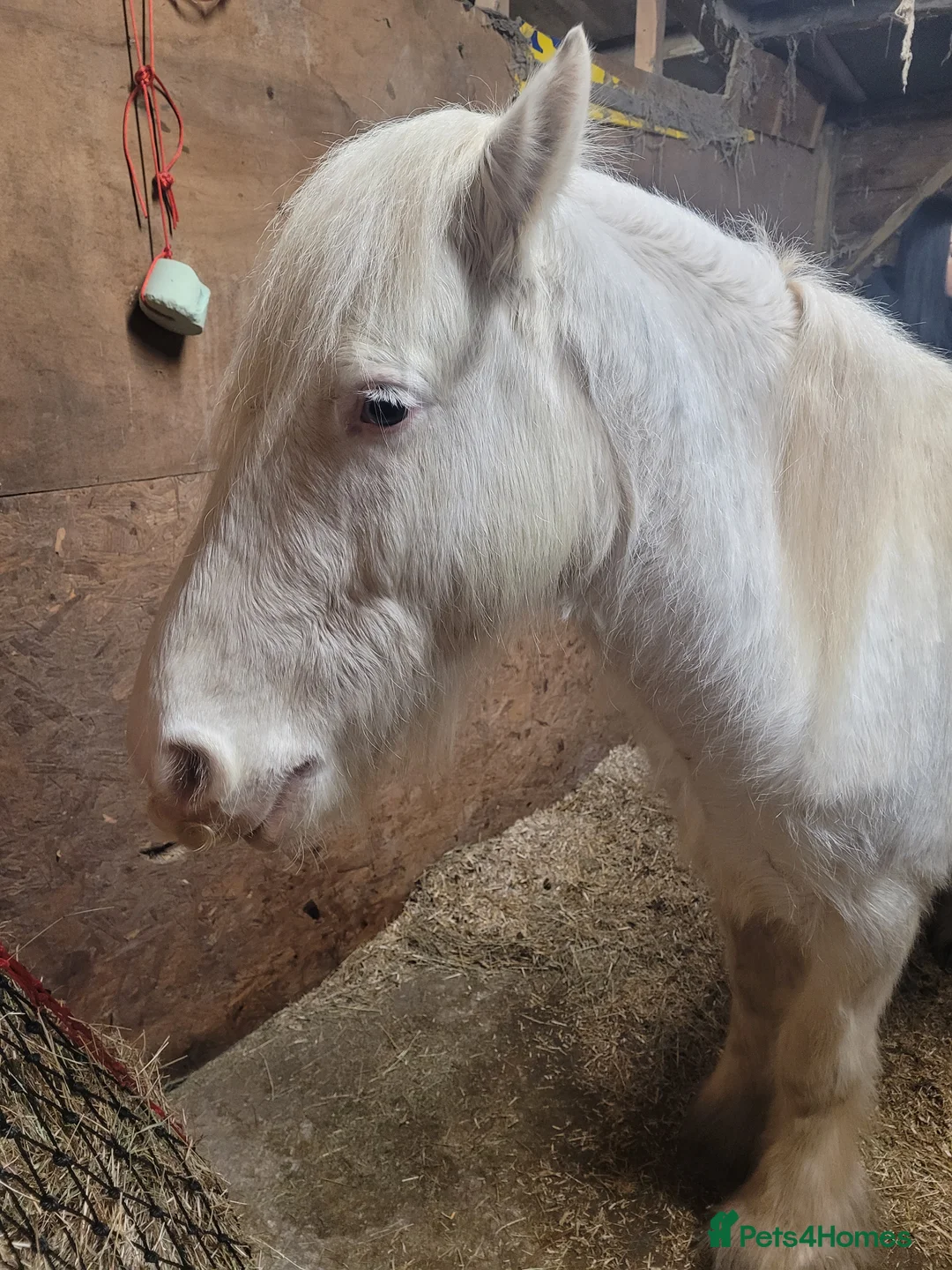 Connemara horses for sale: Beautiful boy - Advert 4