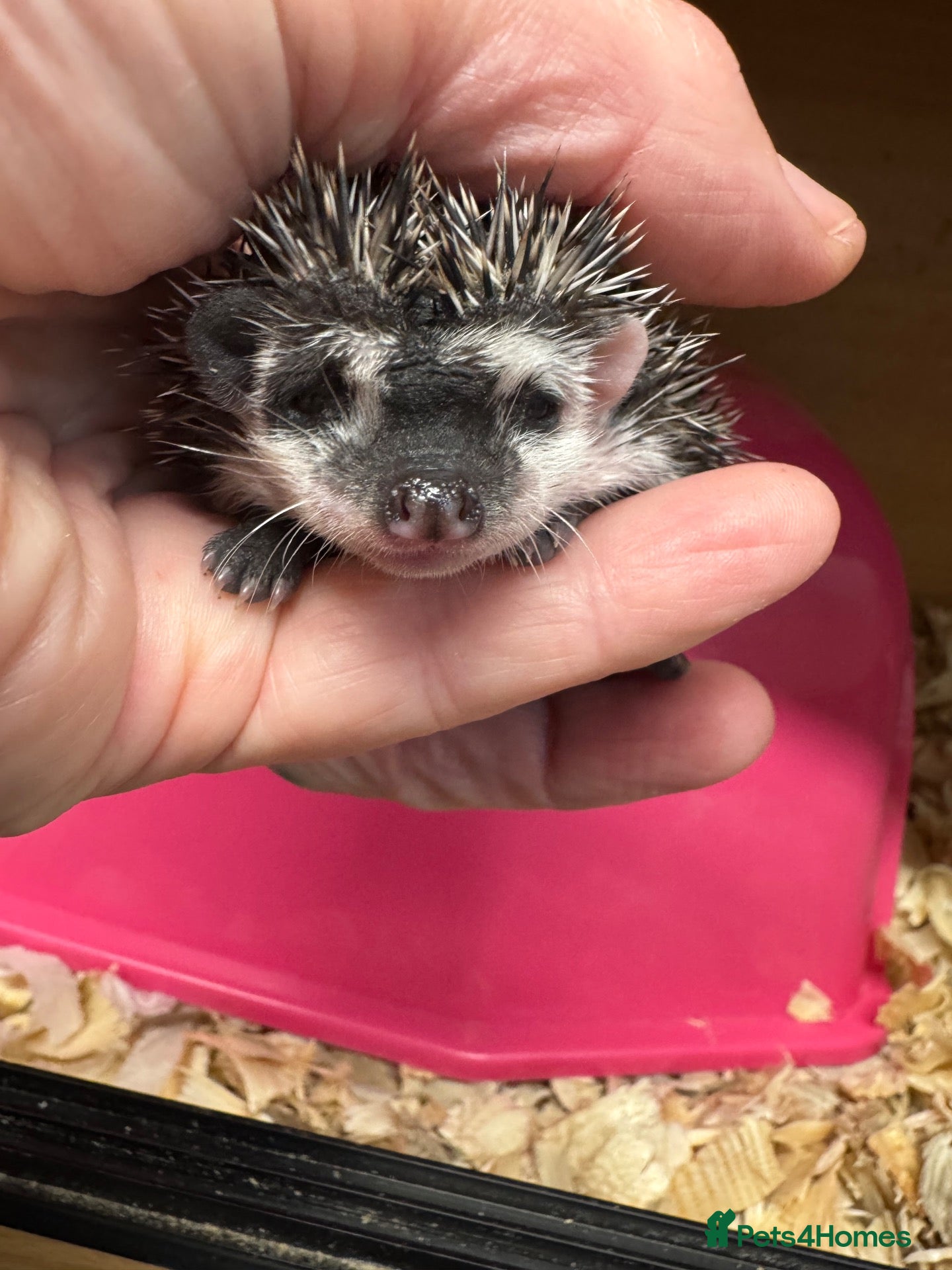 Pygmy Hedgehog rodents for sale: Baby hoglets mixed colours/ mask types -READY  - Advert 1