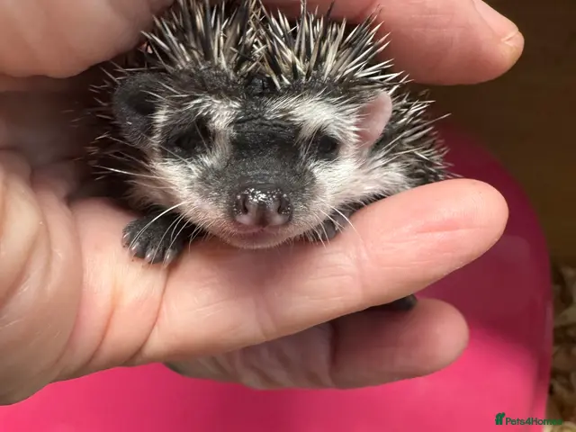 Pygmy Hedgehog rodents for sale: Baby hoglets mixed colours/ mask types -READY - Advert 2