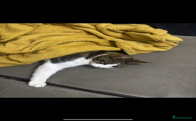 Mixed Breed cats - Advert 11