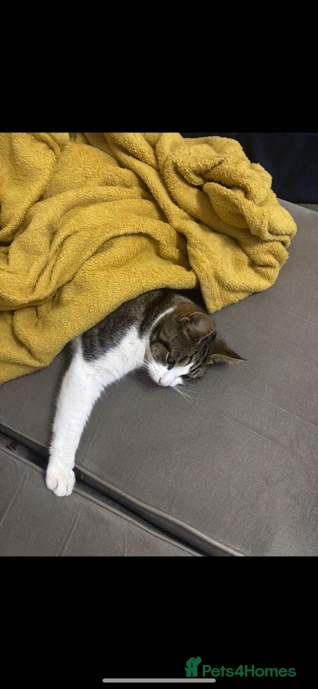 Mixed Breed cats for sale: Beautiful 2 year old female cat - Image 1