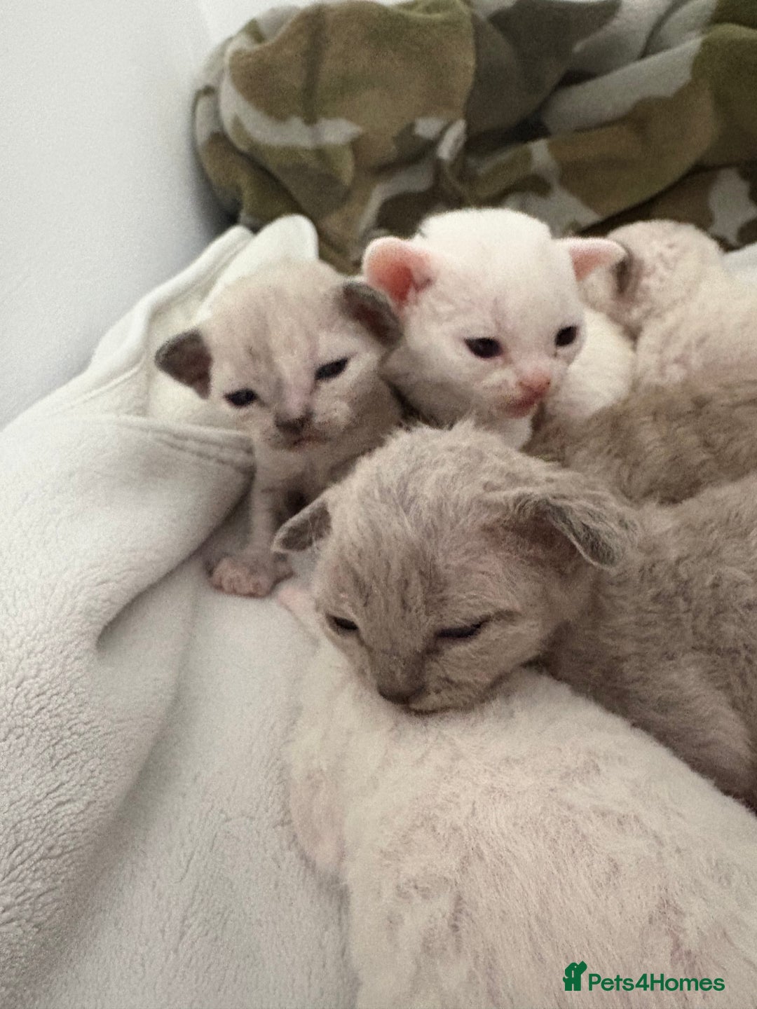 Devon Rex cats for sale: ❤️Devon rex kittens available 😻 - Image 11