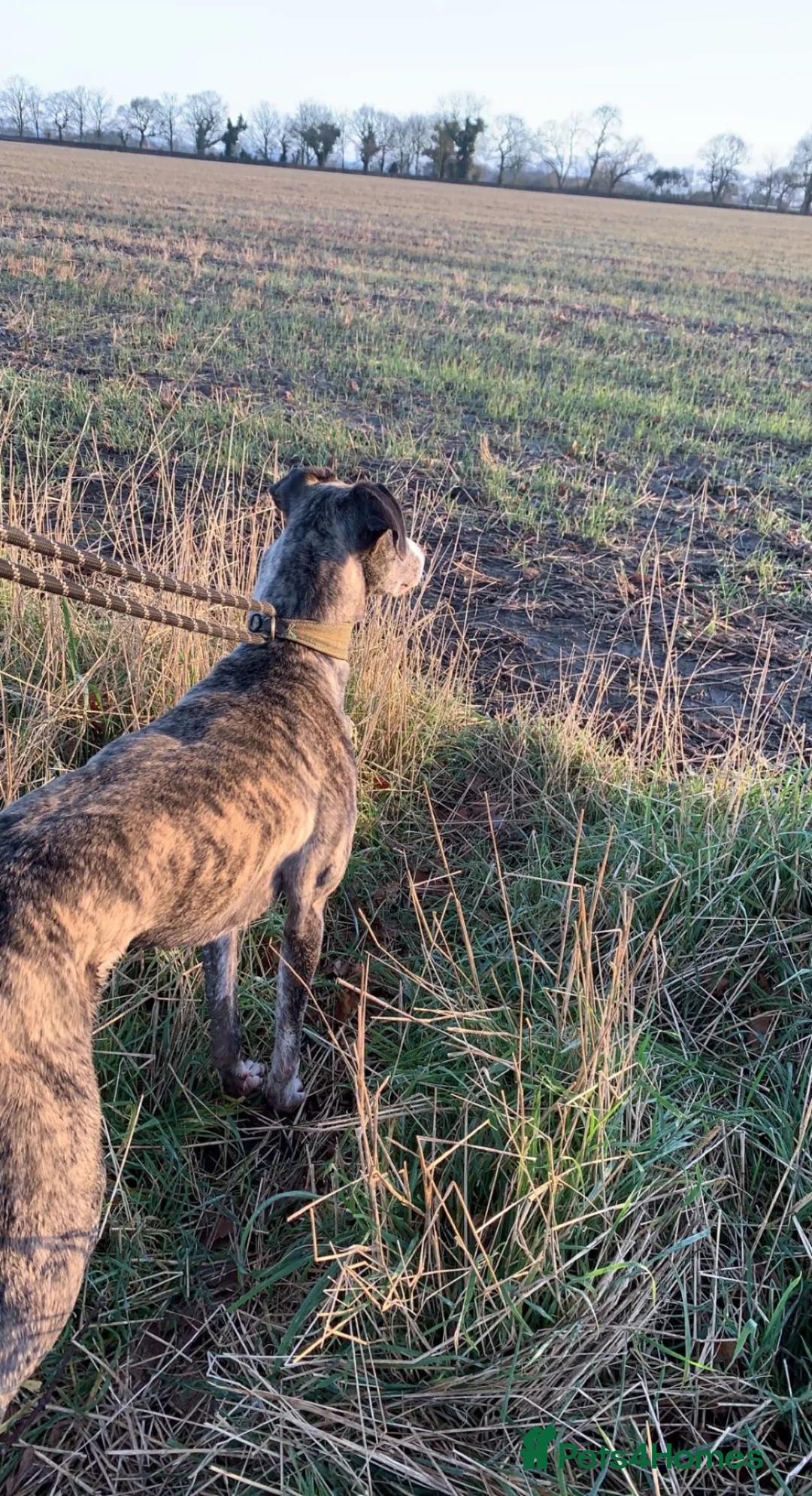 Lurcher dogs for sale: Merle Lurcher  - Advert 2