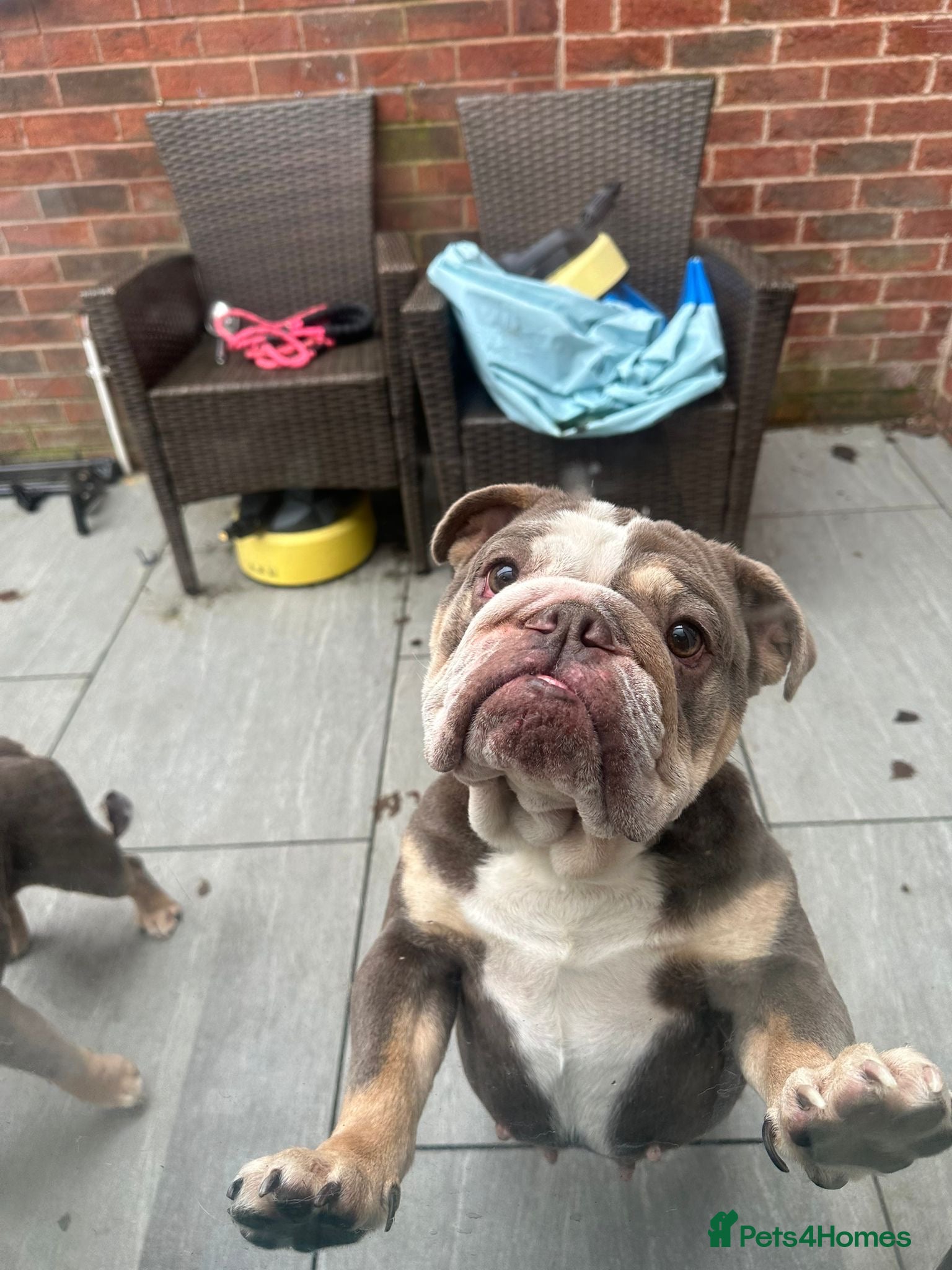 English Bulldog dogs Adult Female English bulldog  - Advert 1